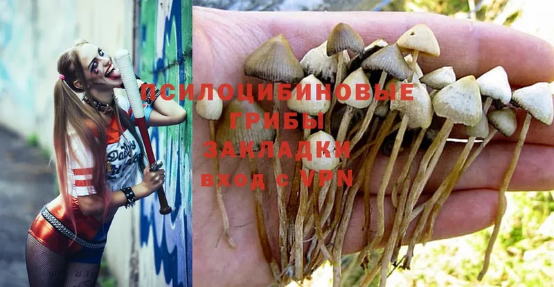 Псилоцибиновые грибы Psilocybine cubensis  darknet телеграм  Чехов 